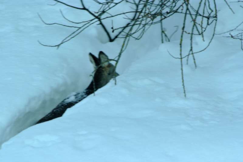 CRONACA - Valtellina, in calo gli incidenti con animali selvatici