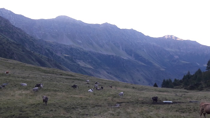 VALLE CAMONICA - Il Parco Nazionale dello Stelvio sostiene gli allevatori 