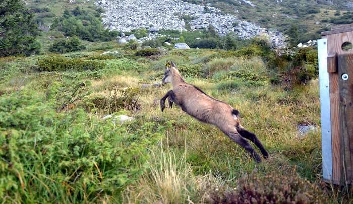 VALLE CAMONICA - Lontàno Verde festeggia i suoi primi 20 anni