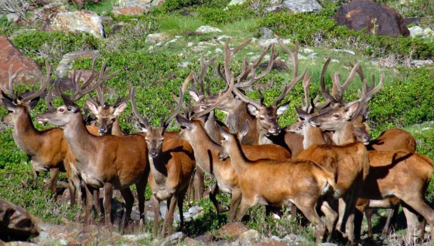 TRENTINO - Comano: intrecci invisibili, coesistenza tra uomini e lupi