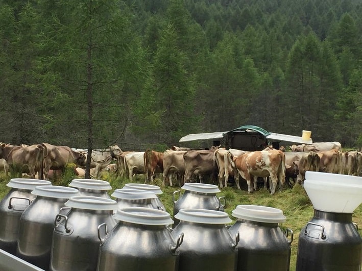 ATTUALITÀ - Sicurezza alimentare dei prodotti lattiero-caseari "a latte crudo"