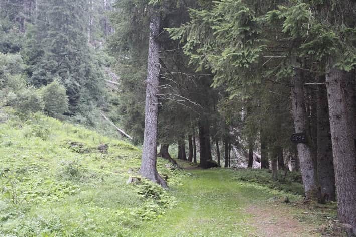 VALLE CAMONICA - Gestione del bosco, incontro nella sala Bim a Breno