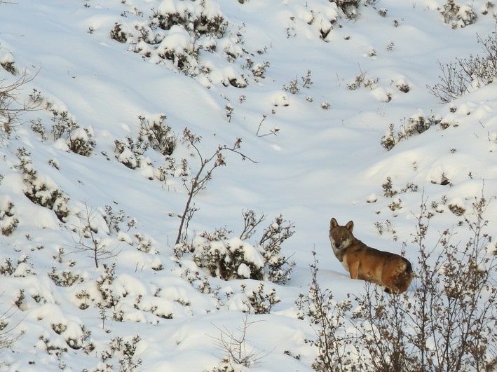 TONALE - E' morta la lupa che è dato origine al branco del Tonale