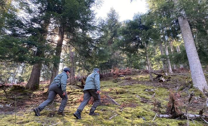 TRENTINO - Orso, nessun esito dalle analisi genetiche sui reperti del Bleggio