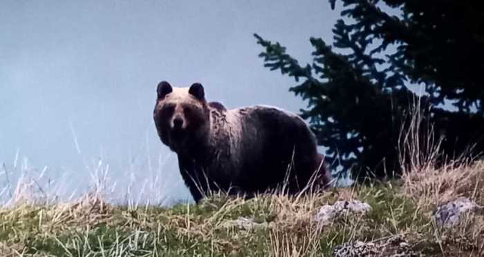 VALTELLINA - Orso avvistato in Val Rezzalo, accertamenti dei Forestali