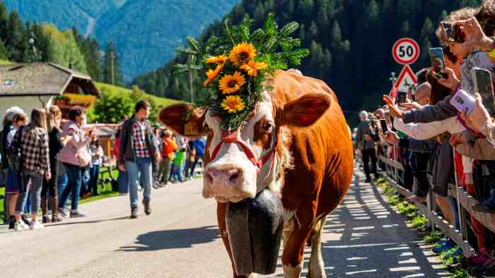 VAL DI SOLE E NON - Torna in Val di Rabbi l'evento “Latte in Festa”