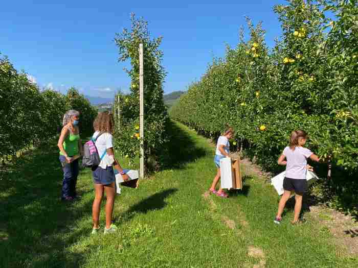 VAL DI SOLE E NON - Cles, tra i meleti a riscoprire i cicli della natura