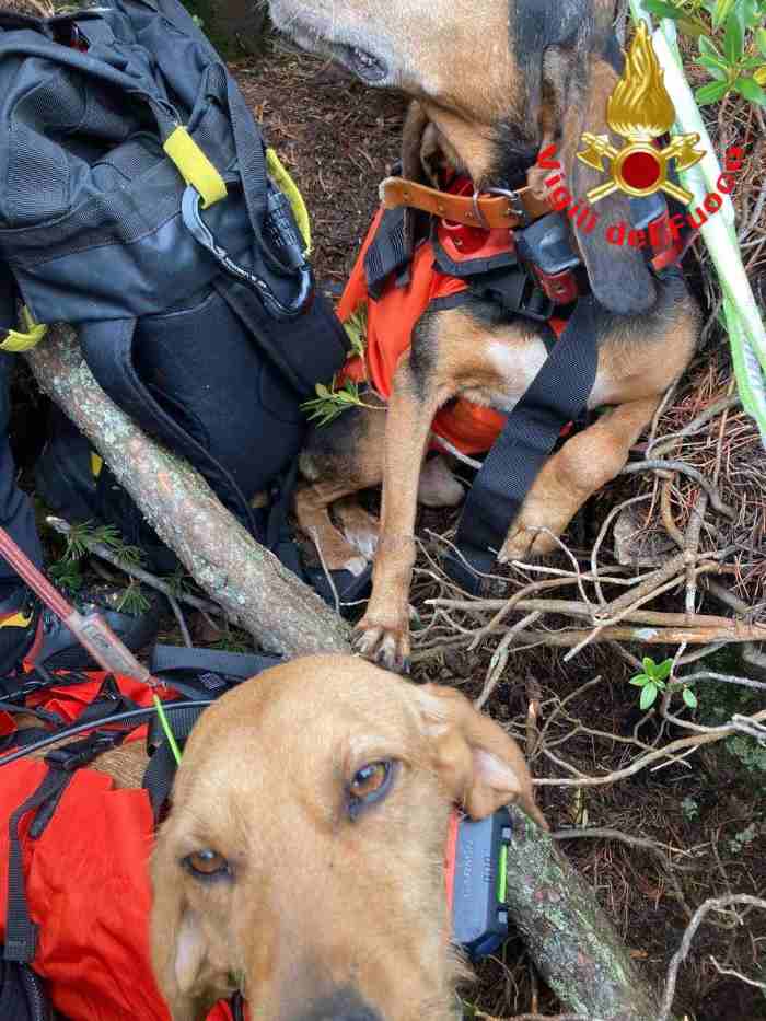 VALLE CAMONICA - I vigili del fuoco hanno recuperato al passo Crocedomini due cani