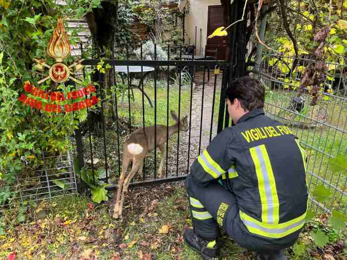 RIVA DEL GARDA - Salvato capriolo incastrato in un cancello a Torbole