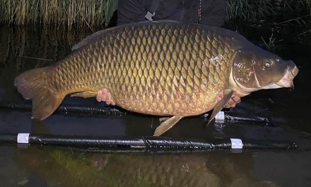 ATTUALITÀ - Catturata nel lago d'Endine una carpa regina di 35 chili