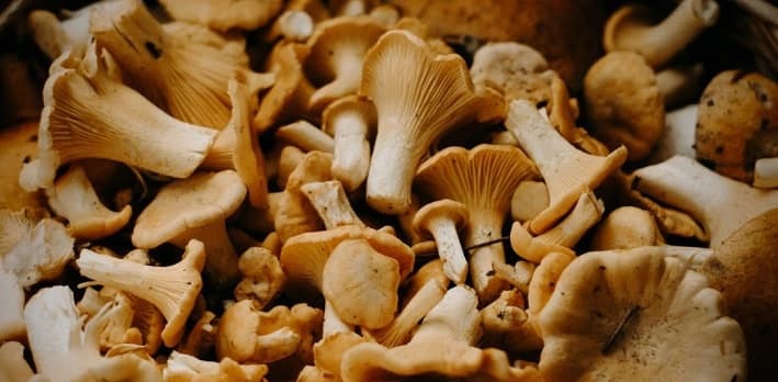 VALTELLINA - Teglio sapori: proseguono con successo i weekend dei funghi