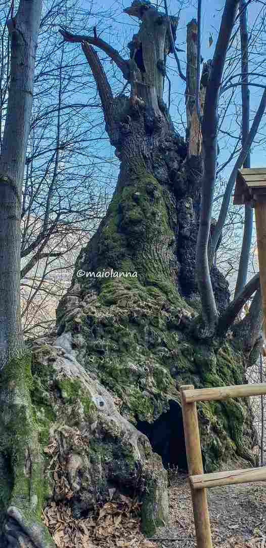 VALTELLINA - Il castagno di Grosio nuovo albero monumentale