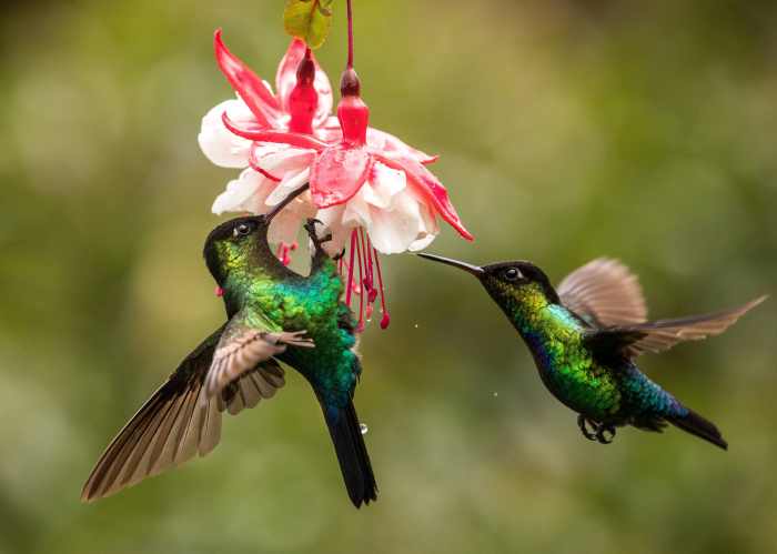 SONDRIO - Sondrio Festival: trionfano i colibrì del Costa Rica