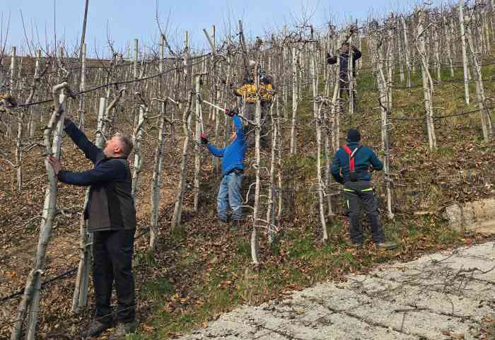 ATTUALITÀ - Il melicoltore è ammalato, a Casez scatta la potatura solidale