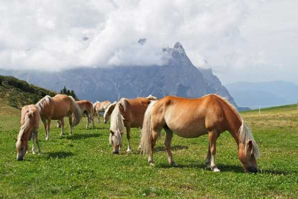 ALTO ADIGE - I cavalli avelignesi candidati a diventare patrimonio dell'UNESCO