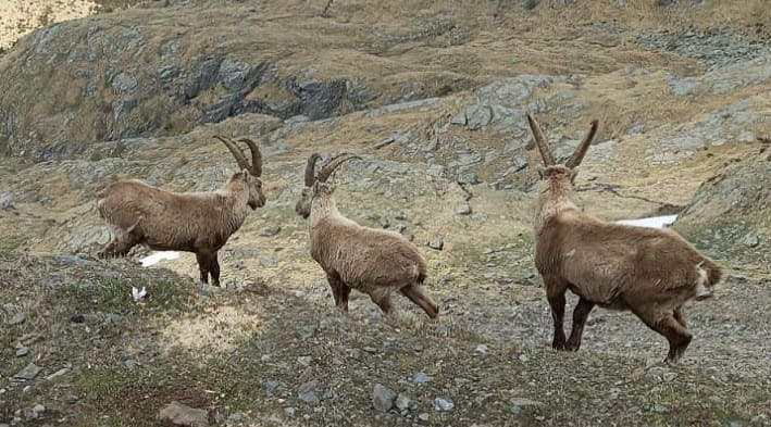 APRICA - Sulle Orobie presenti più di 1300 stambecchi