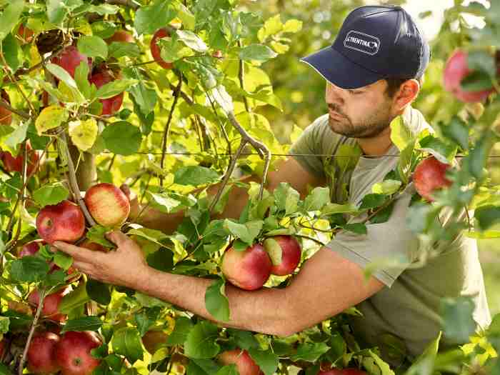 ATTUALITÀ - Assomela: aggiornamento mercato mele Italia marzo 2025