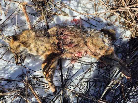 CRONACA - Sciacallo dorato ucciso a Caminata in Val di Vizze