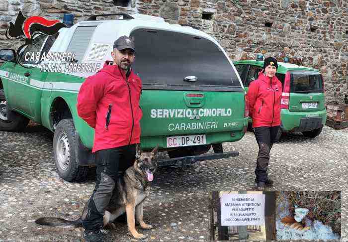 VALLE CAMONICA - Temù, indagini sull'avvelenamento di un cane a Villa Dalegno