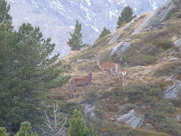 ATTUALITÀ - Presenza di cervi raddoppiata in Alto Adige negli ultimi anni