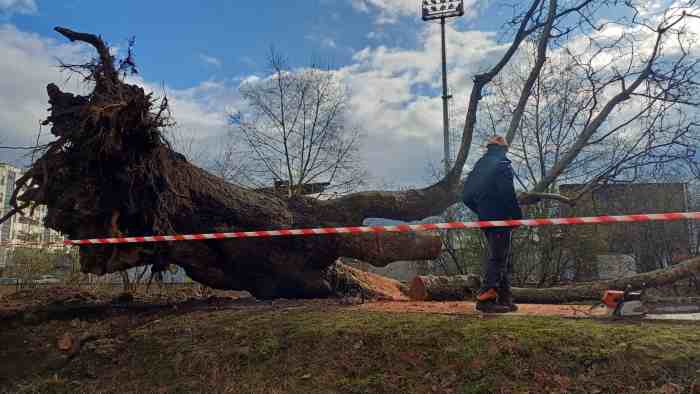 ATTUALITÀ - Crollato un platano sulla ciclabile Lung’Adige di Trento